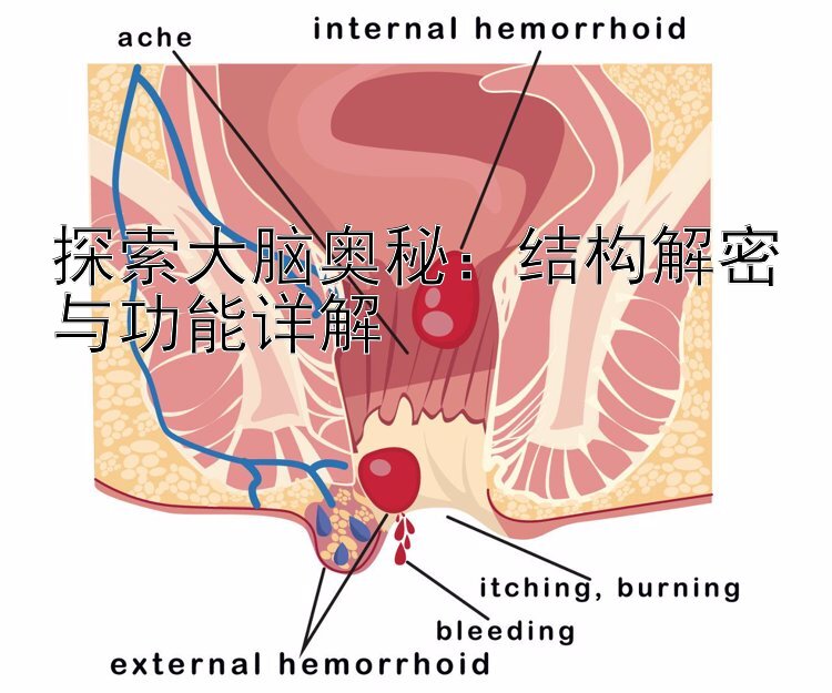 探索大脑奥秘：结构解密与功能详解