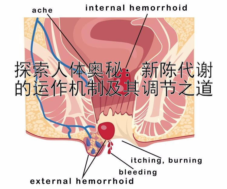 探索人体奥秘：新陈代谢的运作机制及其调节之道