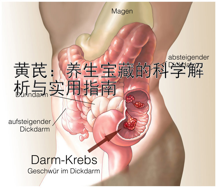 黄芪：养生宝藏的科学解析与实用指南