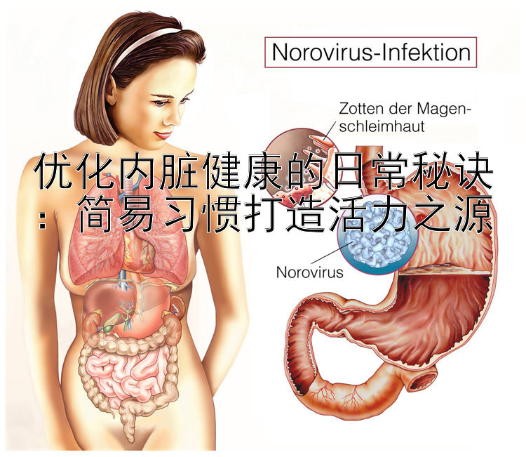 优化内脏健康的日常秘诀：简易习惯打造活力之源